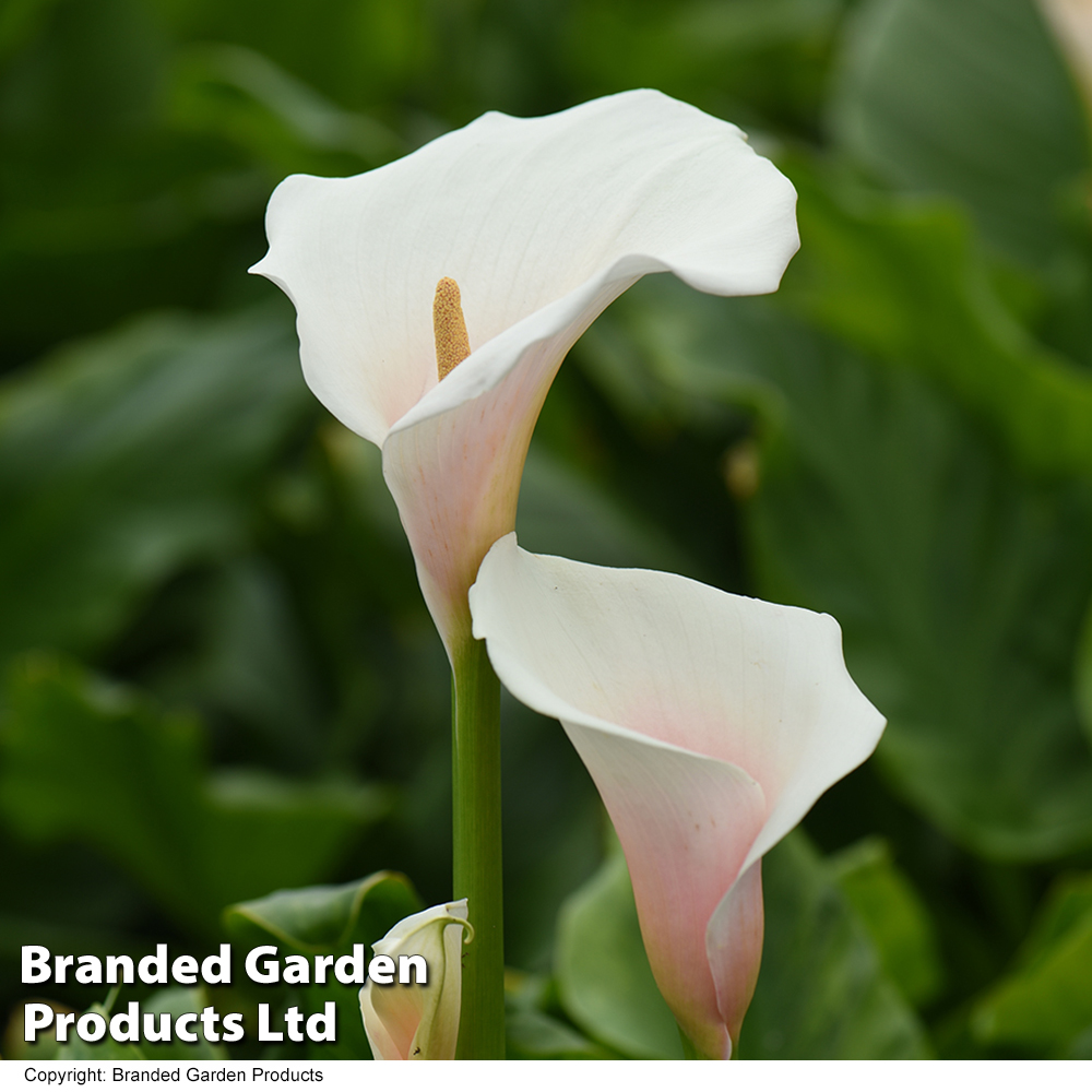 Arum Lily 'Pink Splash' Price Comparisons | Compare The Build
