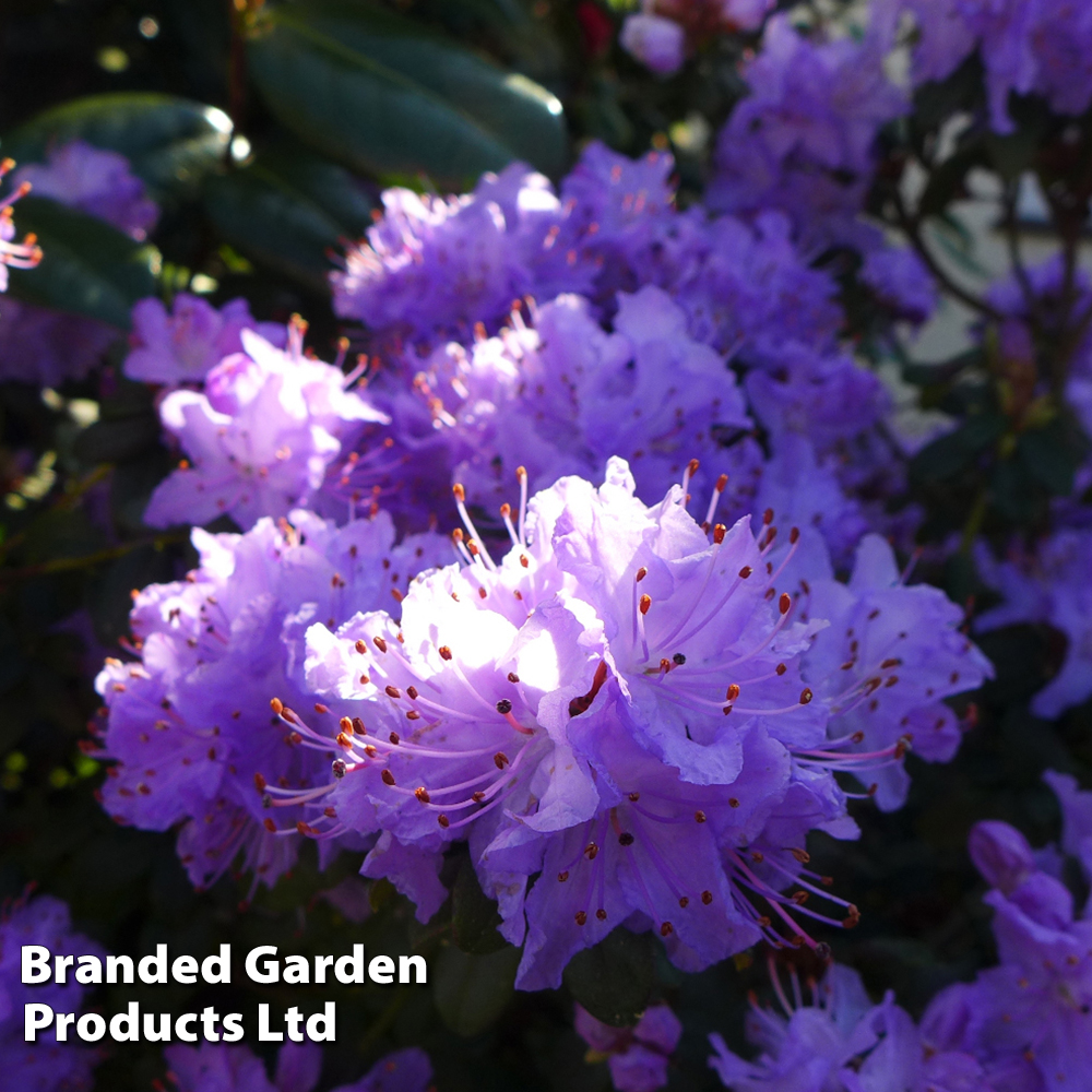 Rhododendron 'Dwarf Blue' Price Comparisons | Compare The Build