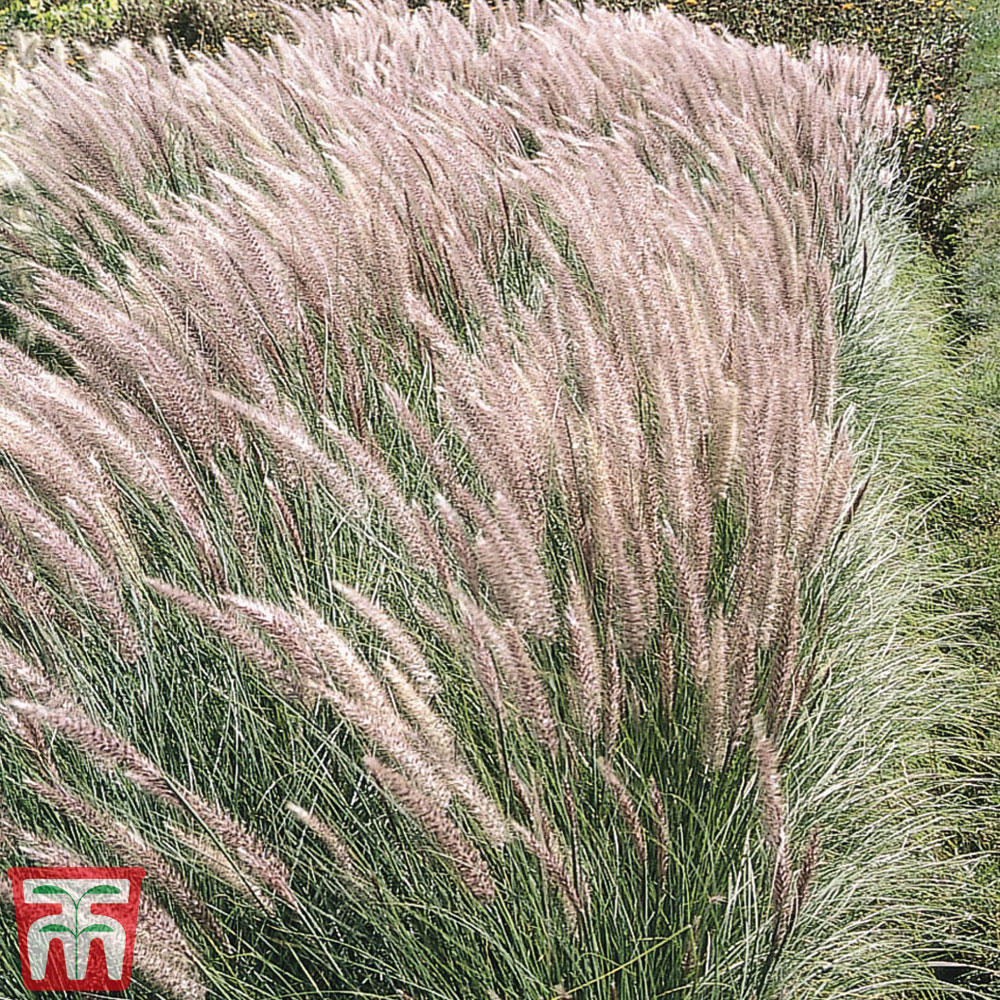 Pennisetum 'Hameln' Price Comparisons | Compare The Build