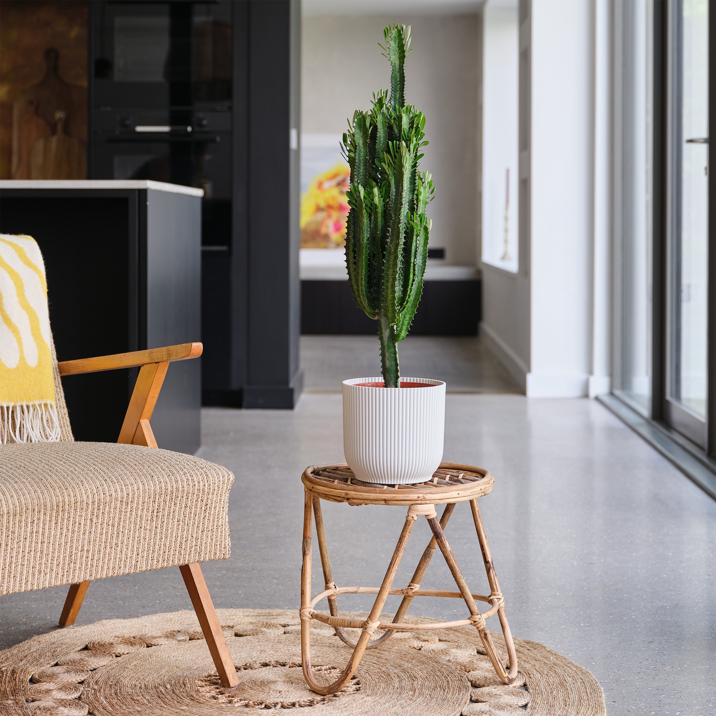 Euphorbia Trigona House Plant in Elho Pot Plastic White Price Comparisons | Compare The Build