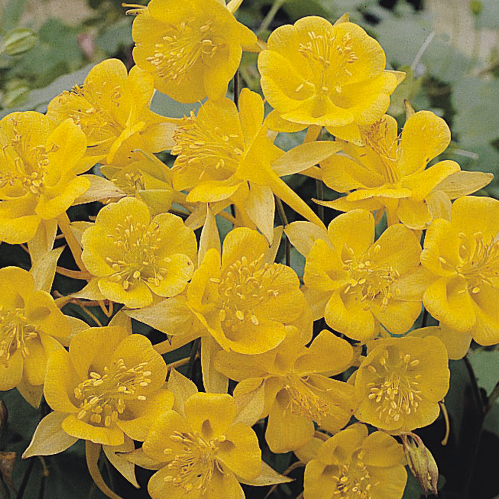 Aquilegia chrysantha 'Yellow Star' Price Comparisons | Compare The Build