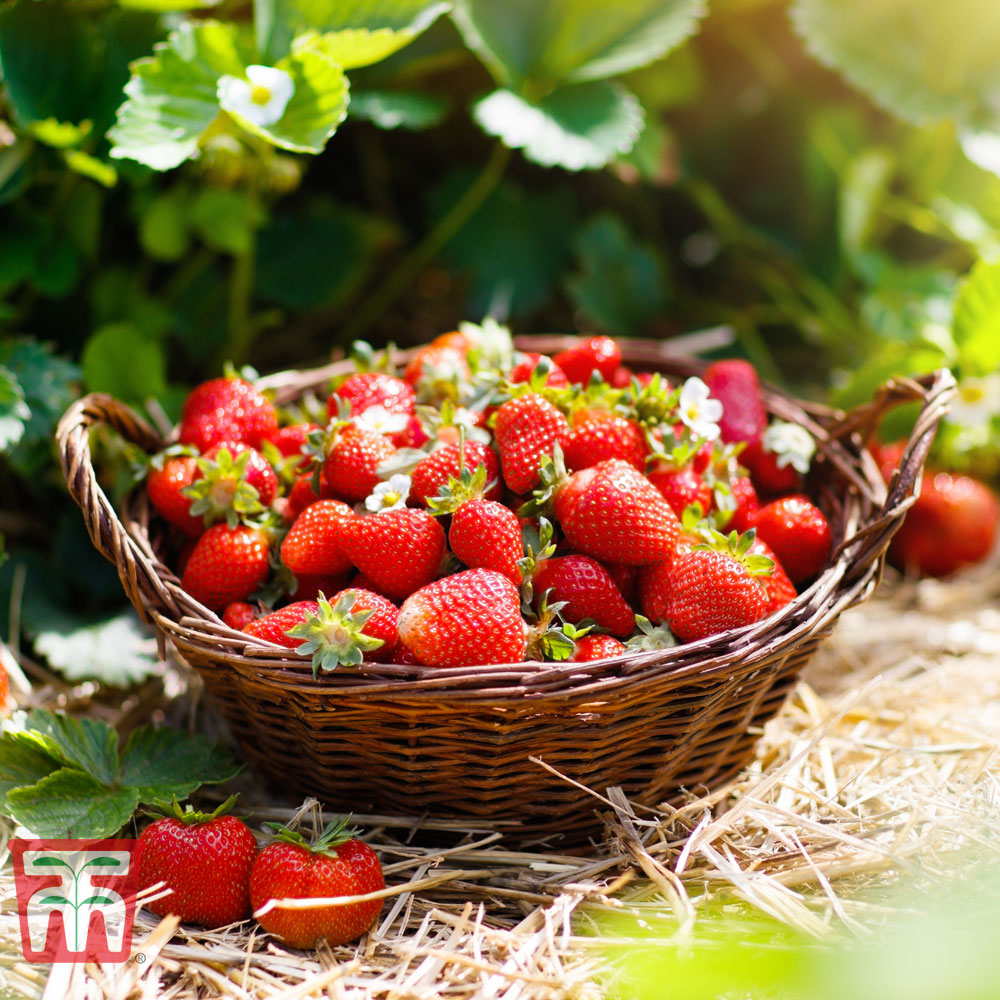 Strawberry 'Honeoye' (Early Season) Price Comparisons | Compare The Build