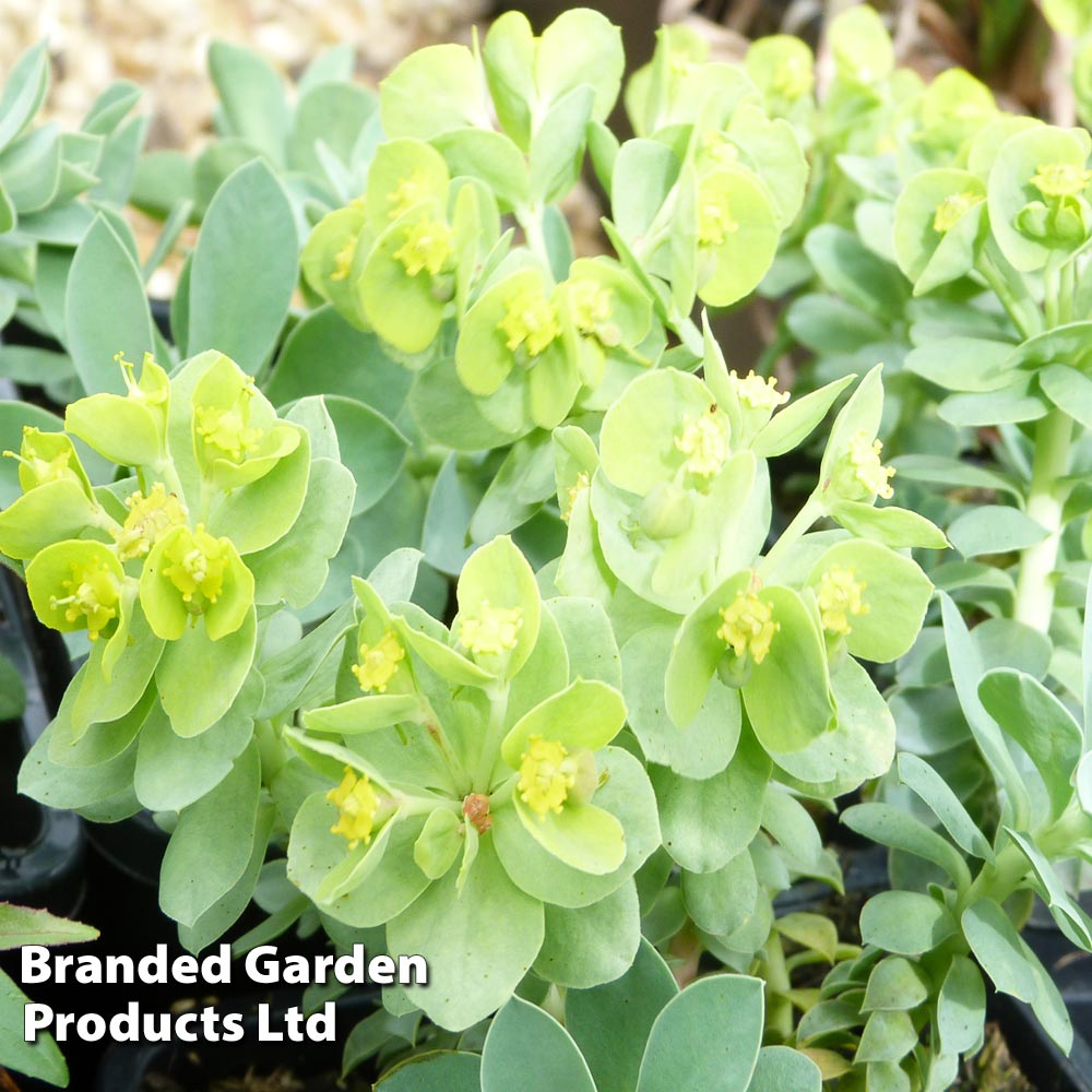 Euphorbia myrsinites Price Comparisons | Compare The Build