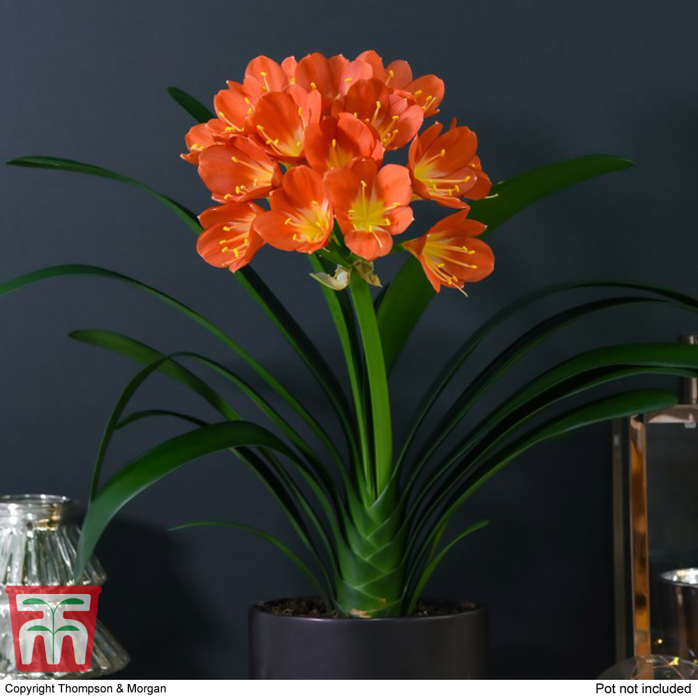 Clivia miniata Price Comparisons | Compare The Build