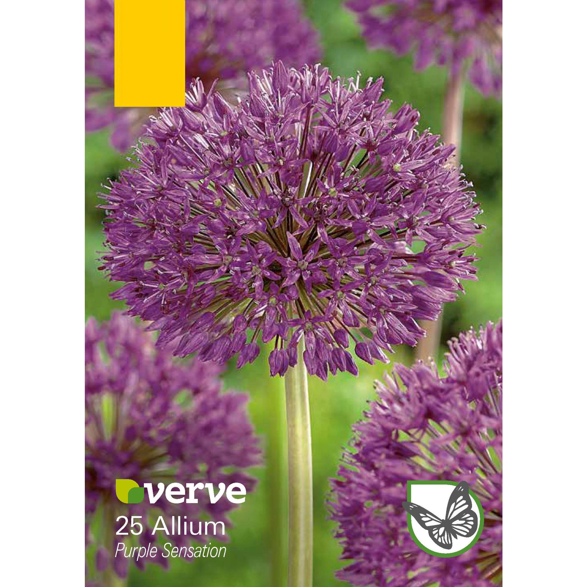 Verve Allium Purple Sensation Flower Bulb, Pack Of 25 Price Comparisons | Compare The Build