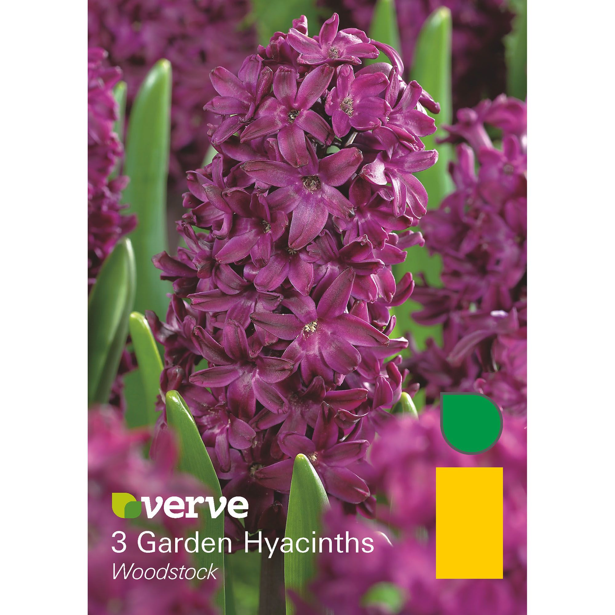 Verve Woodstock Hyacinth Flower Bulb, Pack Price Comparisons | Compare The Build