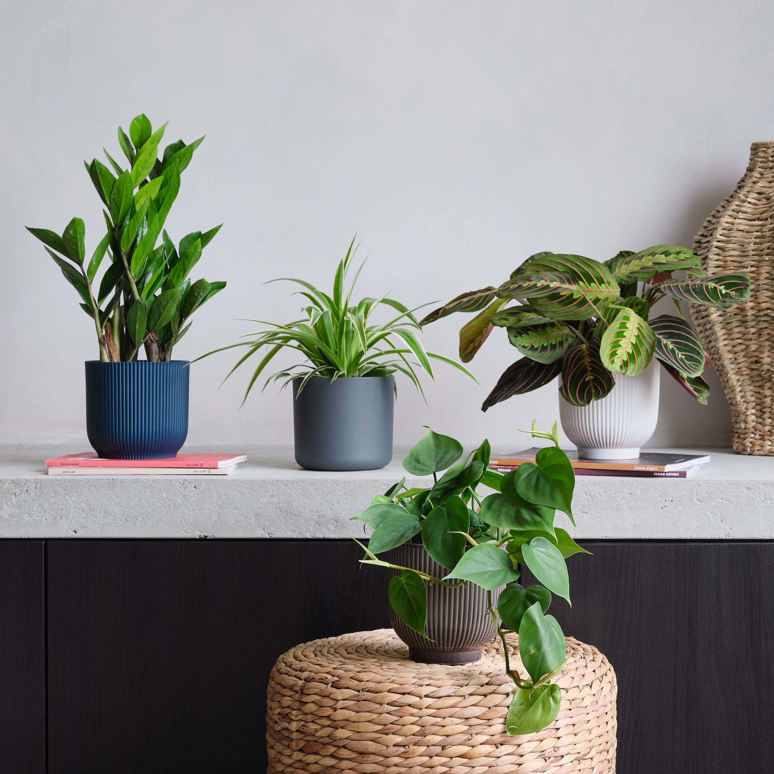 Shade Potted House Plant Bundle MultiColoured Price Comparisons | Compare The Build