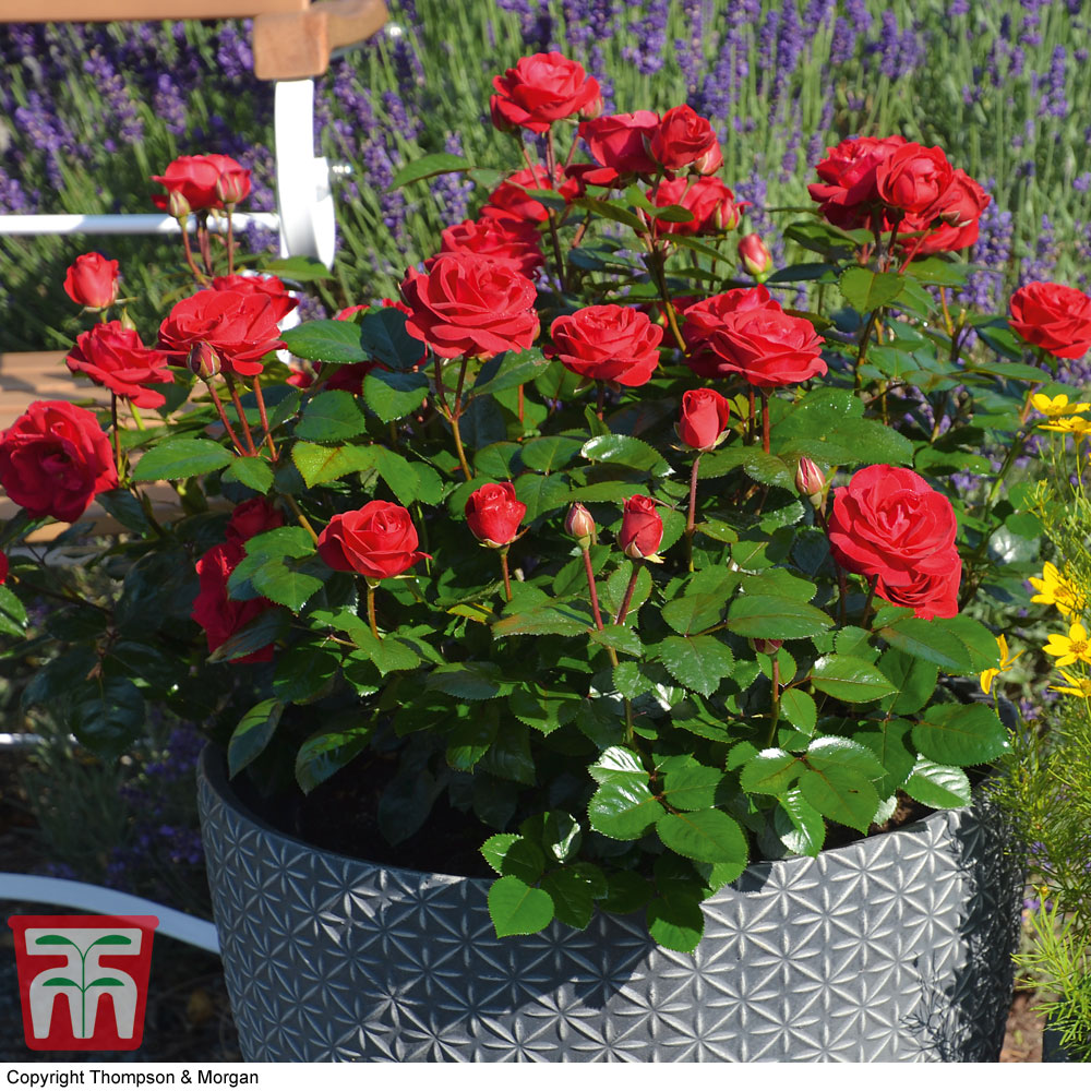 Rose 'Precious Ruby' (Floribunda Rose) Price Comparisons | Compare The Build