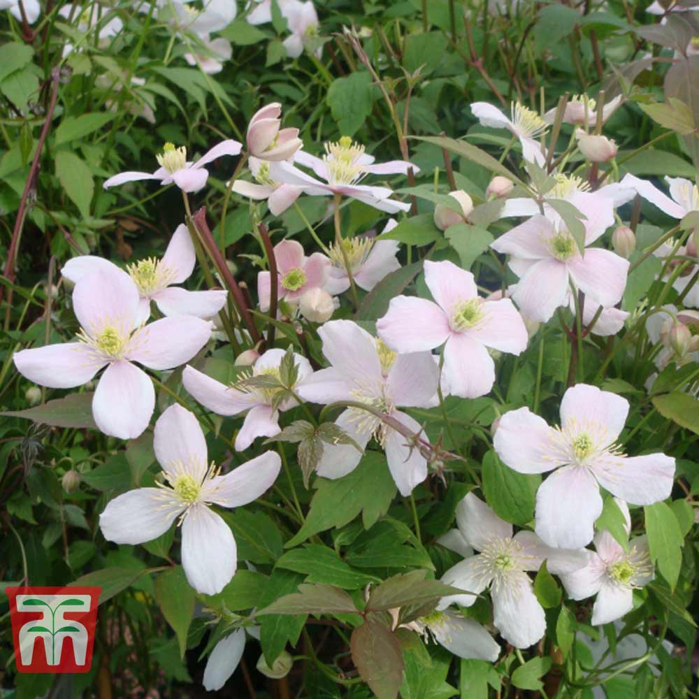 Clematis montana 'Rubens' Price Comparisons | Compare The Build