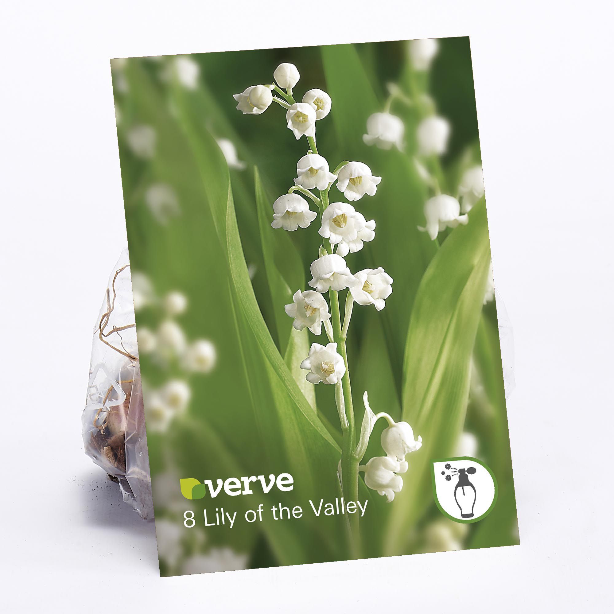Verve Lily Of The Valley Flower Bulb, Pack Of 8 Price Comparisons | Compare The Build