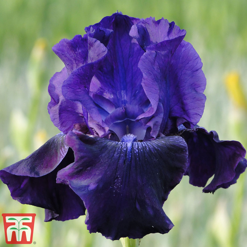 Iris 'Rosalie Figge' (Re-Blooming) Price Comparisons | Compare The Build