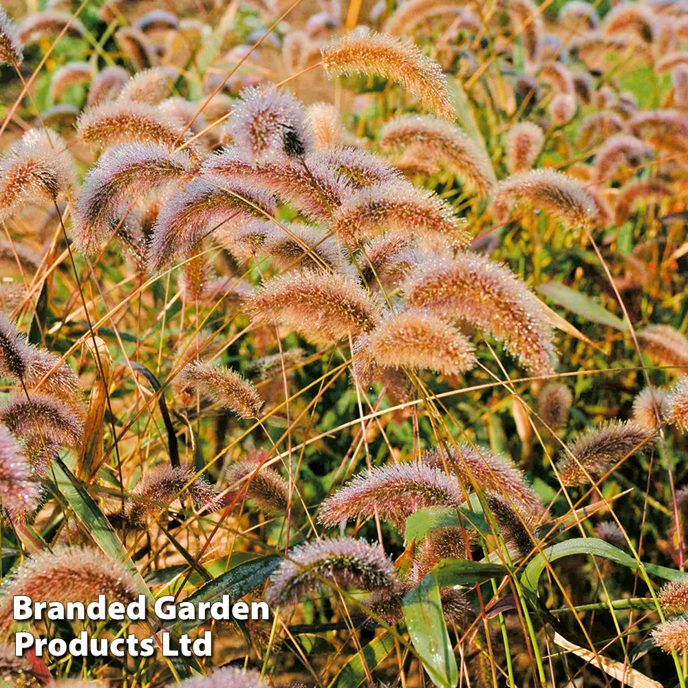 Setaria viridis 'Caramel' - Kew Flowerhouse Collection | Compare The Build