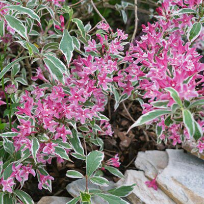 GoodHome Variegata Price Comparisons | Compare The Build