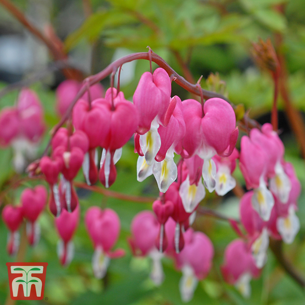 Dicentra spectabilis Price Comparisons | Compare The Build