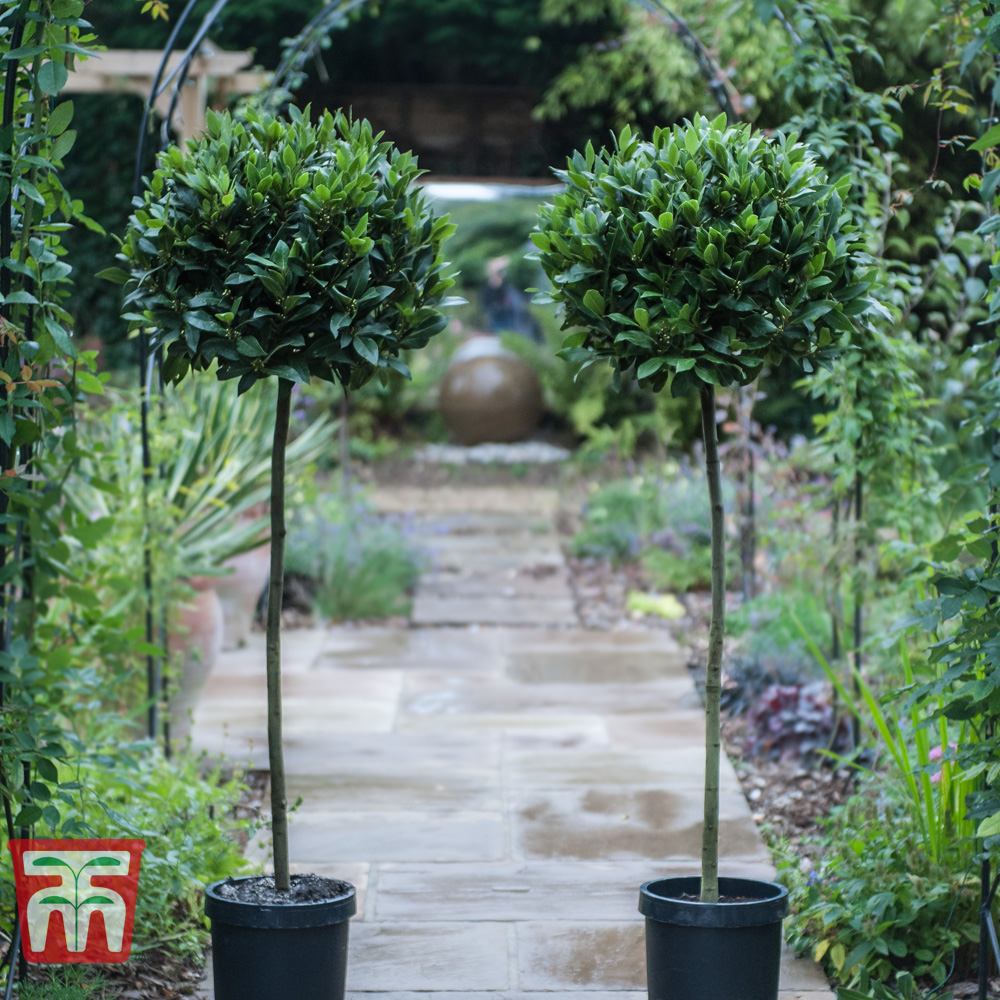 Laurus nobilis (Standard) Price Comparisons | Compare The Build