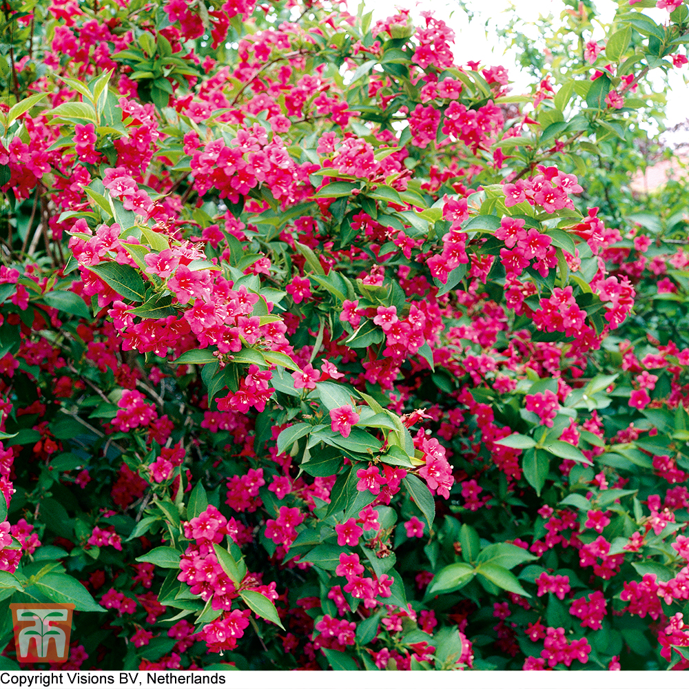 Weigela 'Bristol Ruby' Price Comparisons | Compare The Build