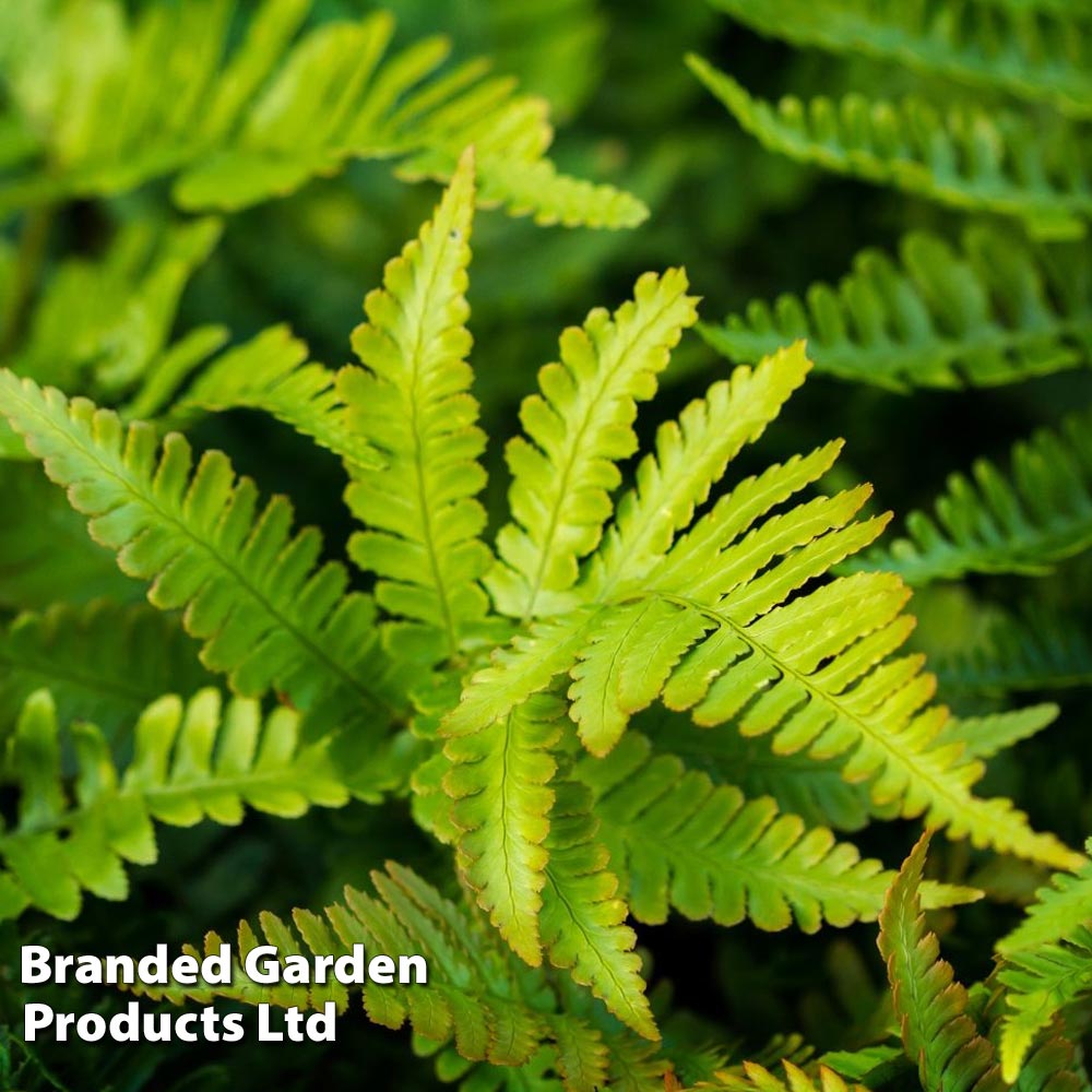 Polystichium Setiferum Herrenhausen Price Comparisons | Compare The Build