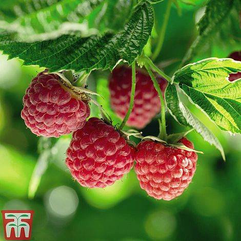 Raspberry 'Polka' (Autumn fruiting) Price Comparisons | Compare The Build