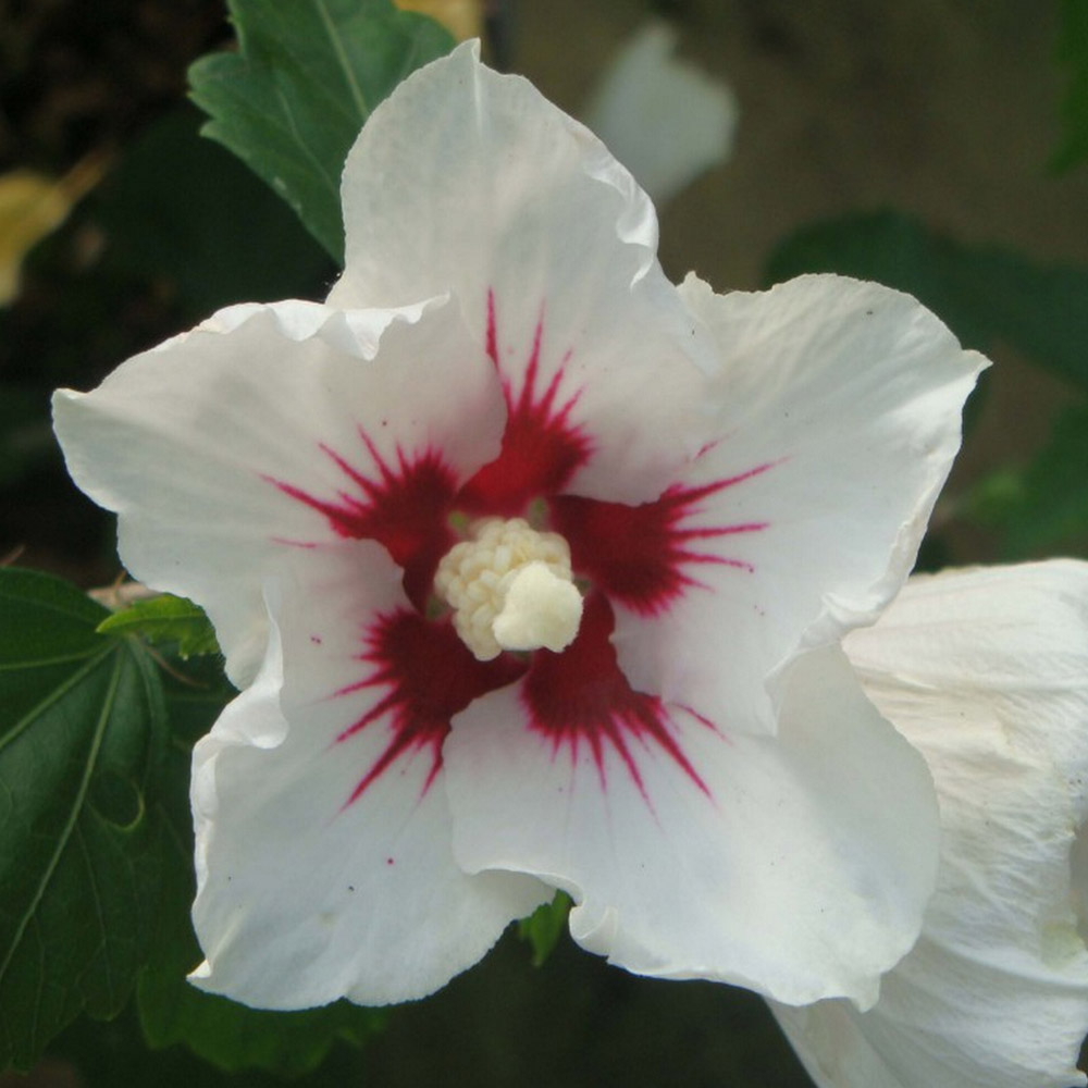 Hibiscus syriacus Plant - Red Heart Price Comparisons | Compare The Build