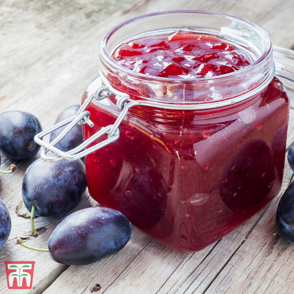 Damson 'Shropshire Prune' Price Comparisons | Compare The Build