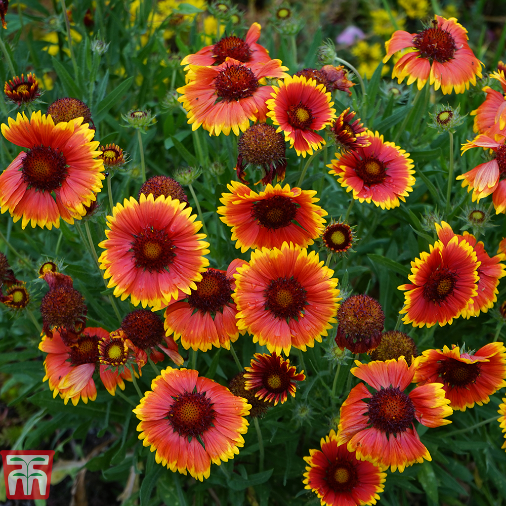 Gaillardia x grandiflora 'Kobold' Price Comparisons | Compare The Build