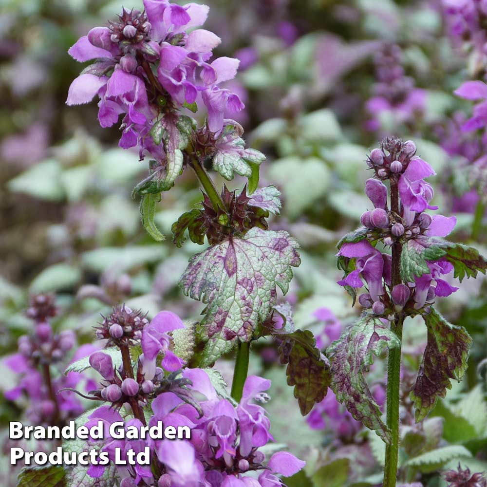 Lamium maculatum 'Beacon Silver' Price Comparisons | Compare The Build