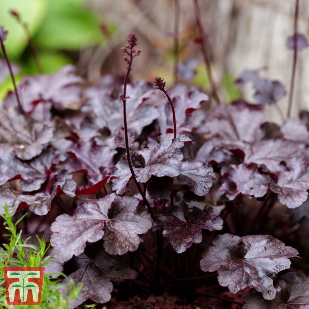 Heuchera villosa 'Palace Purple' Price Comparisons | Compare The Build