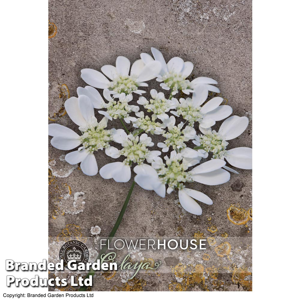 Orlaya grandiflora - Kew Flowerhouse Collection Price Comparisons | Compare The Build