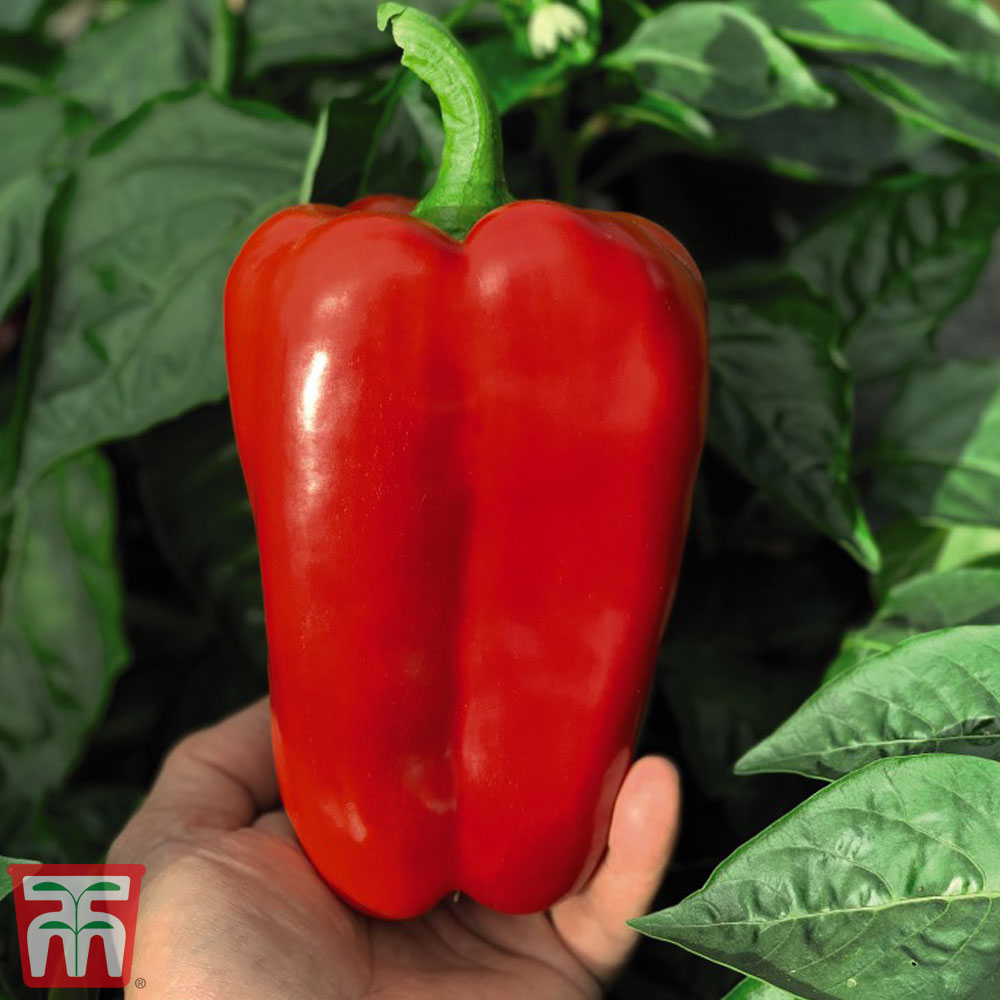 Sweet Pepper 'Red King' F1 Hybrid - Seeds Price Comparisons | Compare The Build