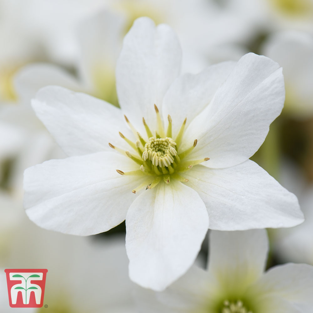 Clematis x cartmanii 'Avalanche' Price Comparisons | Compare The Build