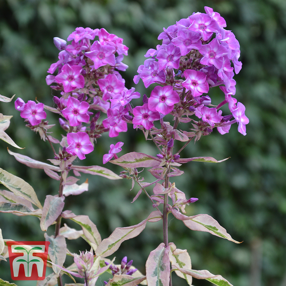 Phlox paniculata 'Olympus' | Compare The Build