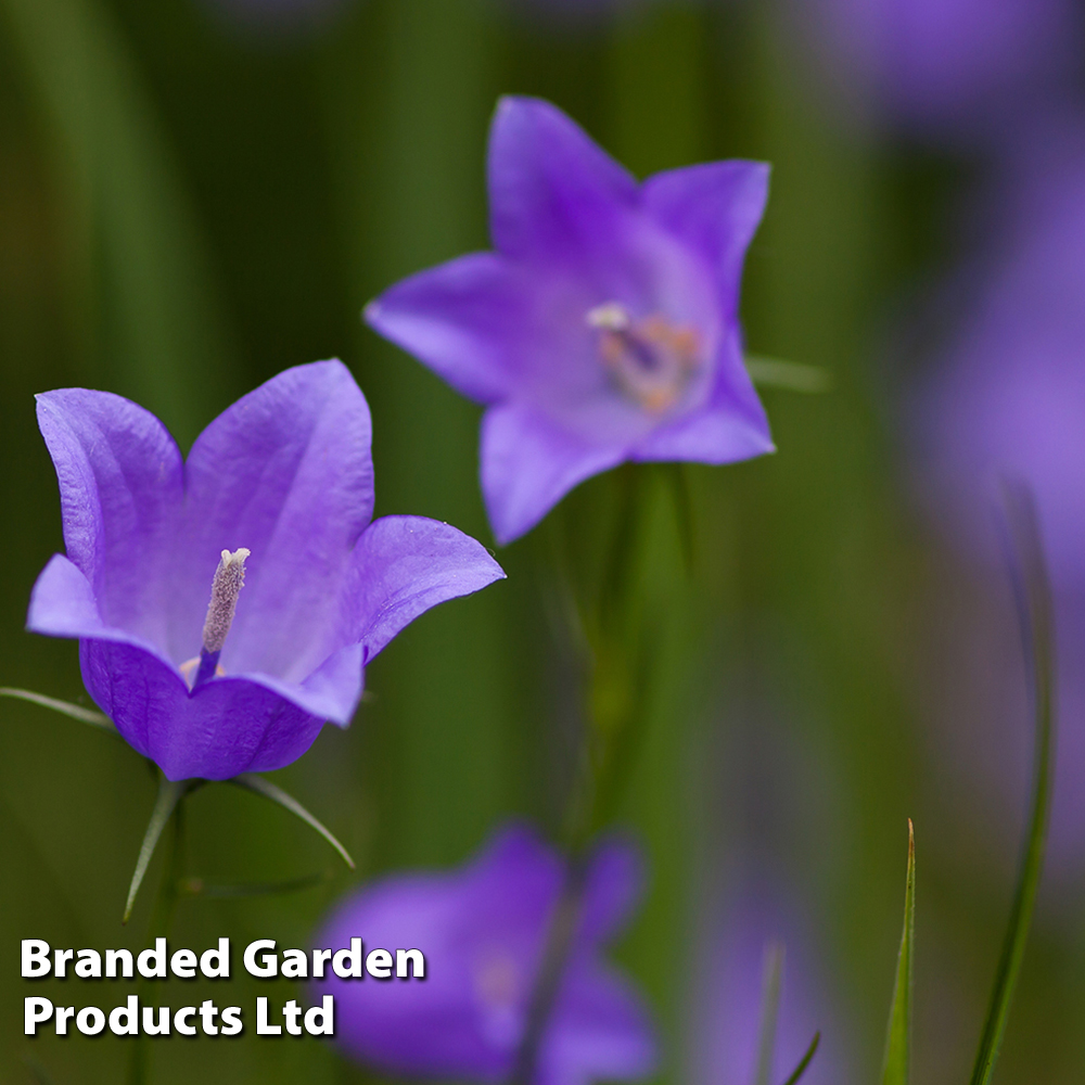 Campanula rotundifolia Price Comparisons | Compare The Build