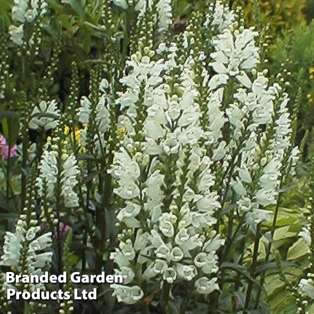 Physostegia virginiana 'Alba' Price Comparisons | Compare The Build