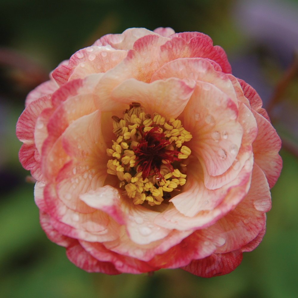 Geum 'Cosmopolitan' (Cocktails series) Price Comparisons | Compare The Build