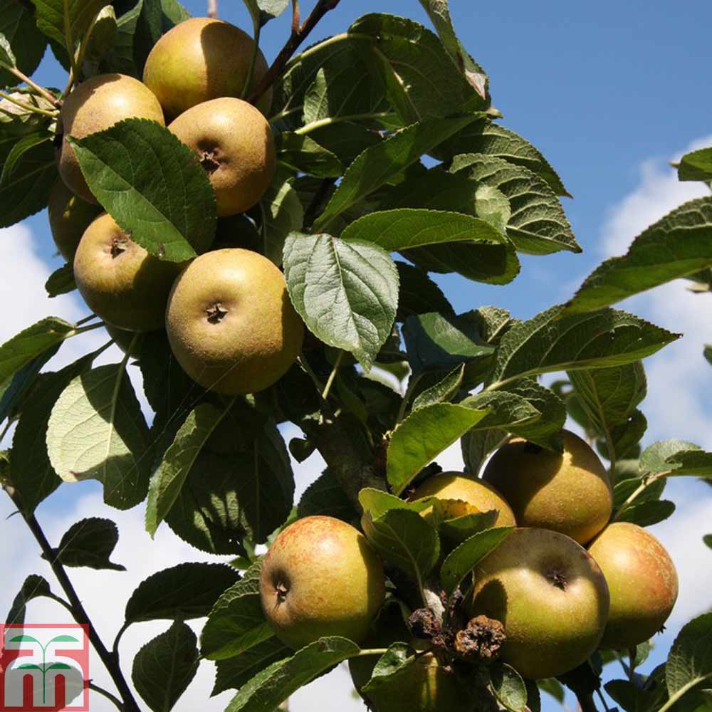 Apple 'Ashmead's Kernel' Price Comparisons | Compare The Build