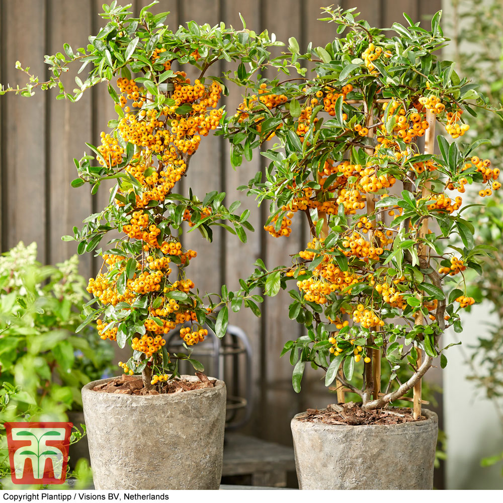 Pyracantha coccinea 'Sunny Star' Price Comparisons | Compare The Build