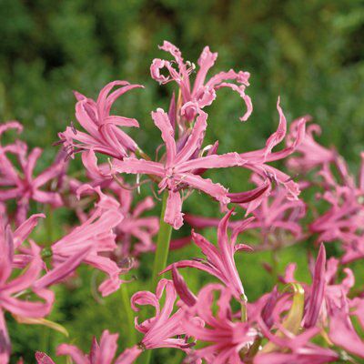 Verve "bowdenii" Flower Bulb Price Comparisons | Compare The Build