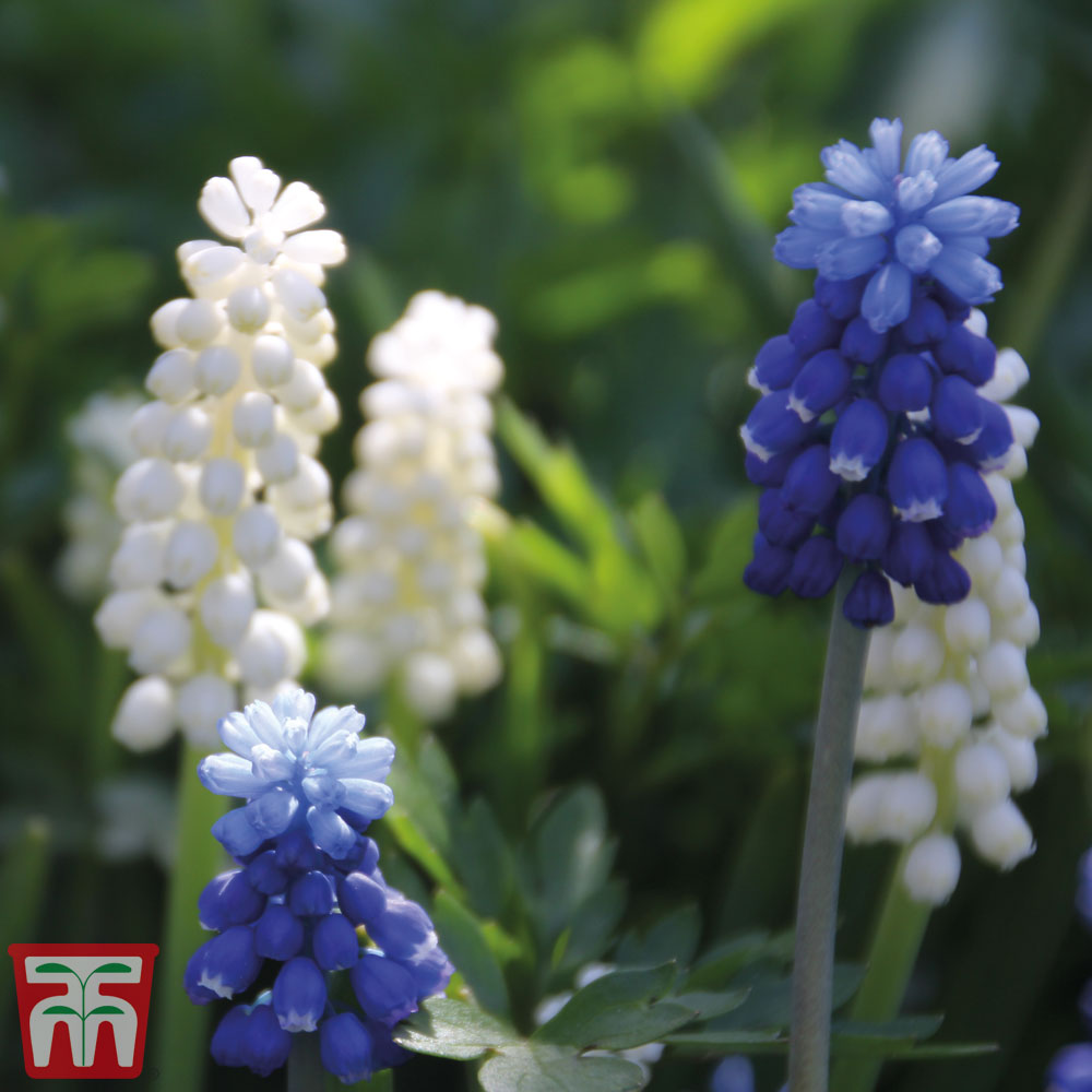 Muscari Blue & White Mix Price Comparisons | Compare The Build