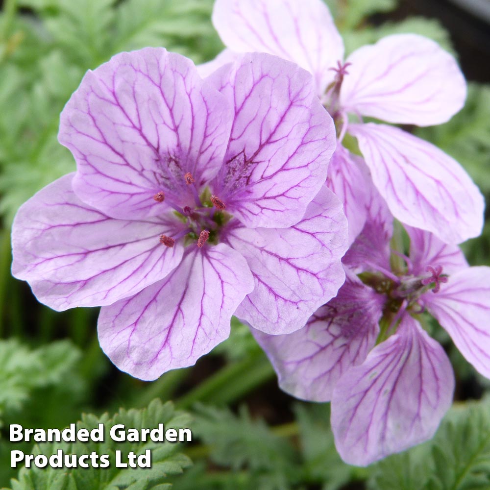 Erodium 'Spanish Eyes' Price Comparisons | Compare The Build