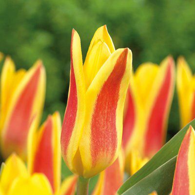 Verve Flower Bulb Of 10 Price Comparisons | Compare The Build