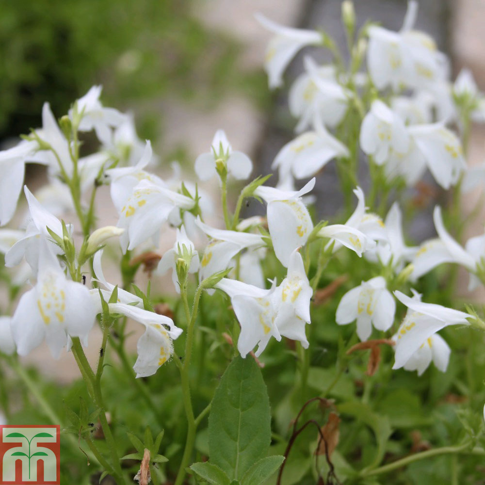 Mazus reptans 'Alba' Price Comparisons | Compare The Build