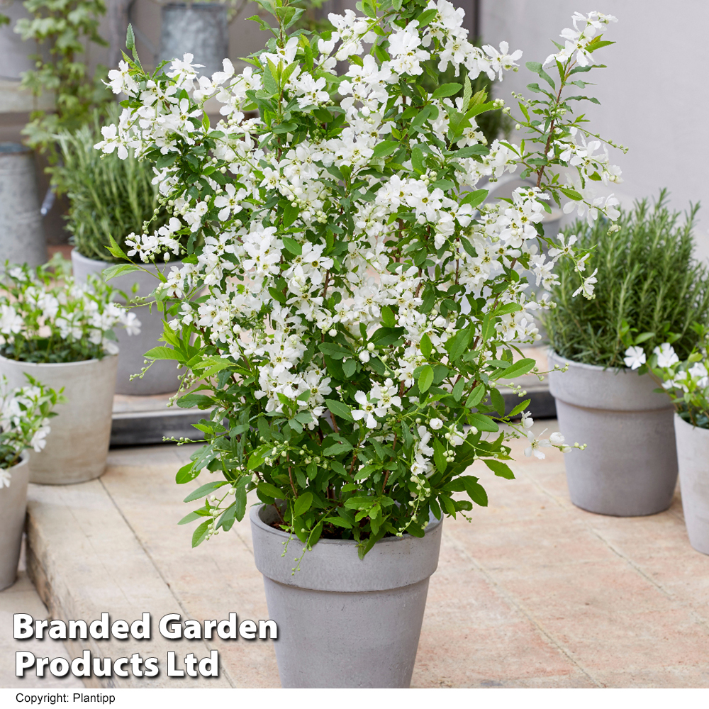 Exochorda 'Blushing Pearl' Price Comparisons | Compare The Build