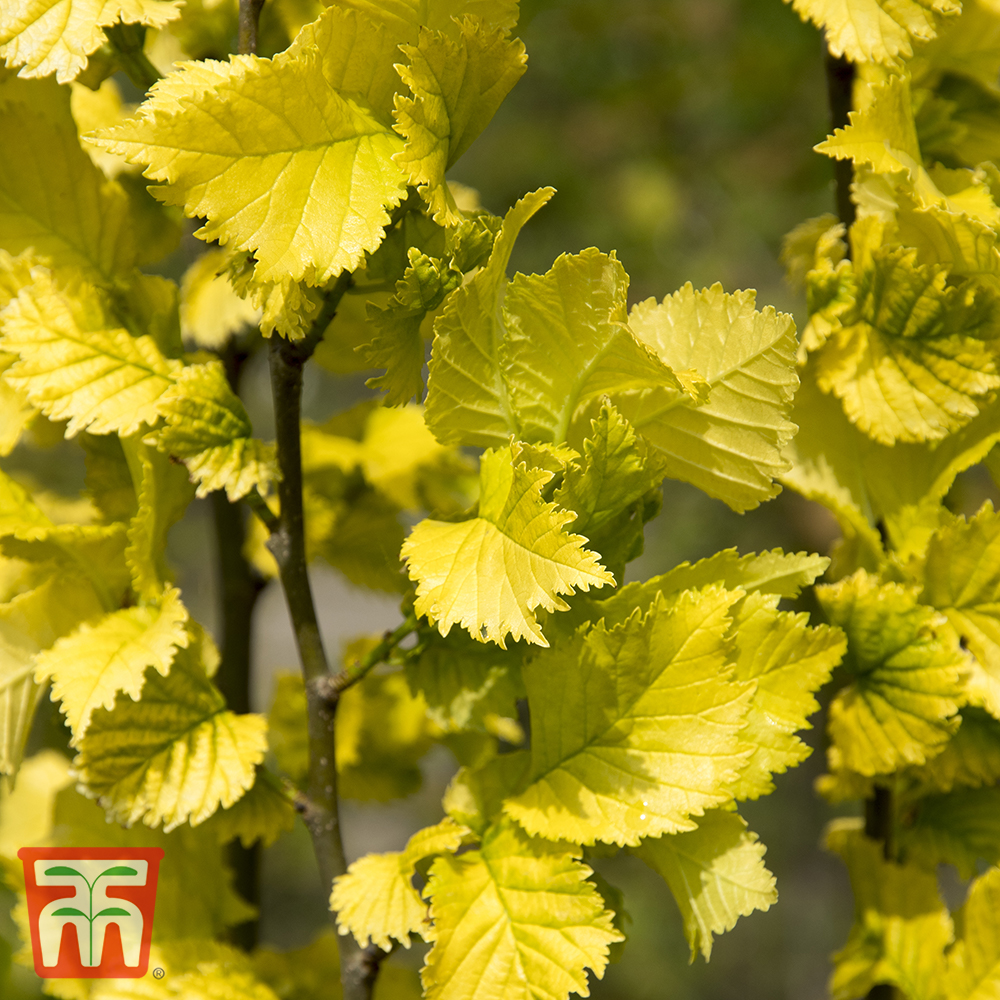 Ulmus x hollandica 'Wredei' Price Comparisons | Compare The Build