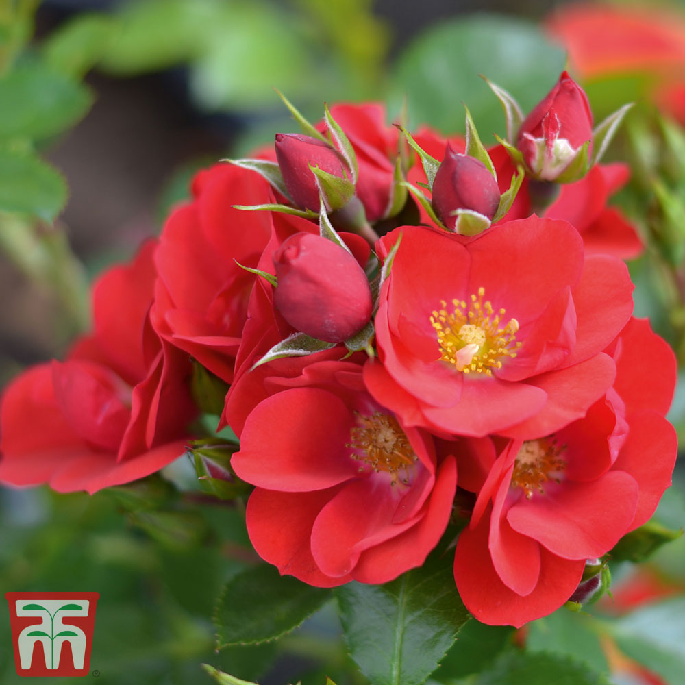 Rose 'Lots of Kisses' (Shrub Rose) Price Comparisons | Compare The Build