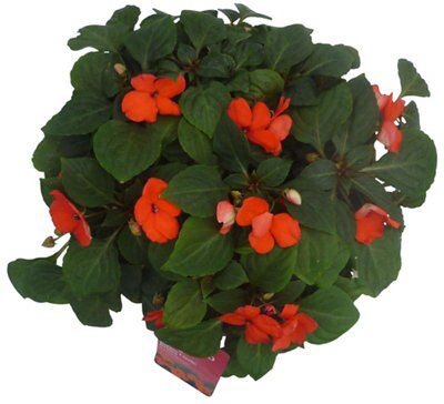 Verve Planted Hanging Basket Price Comparisons | Compare The Build