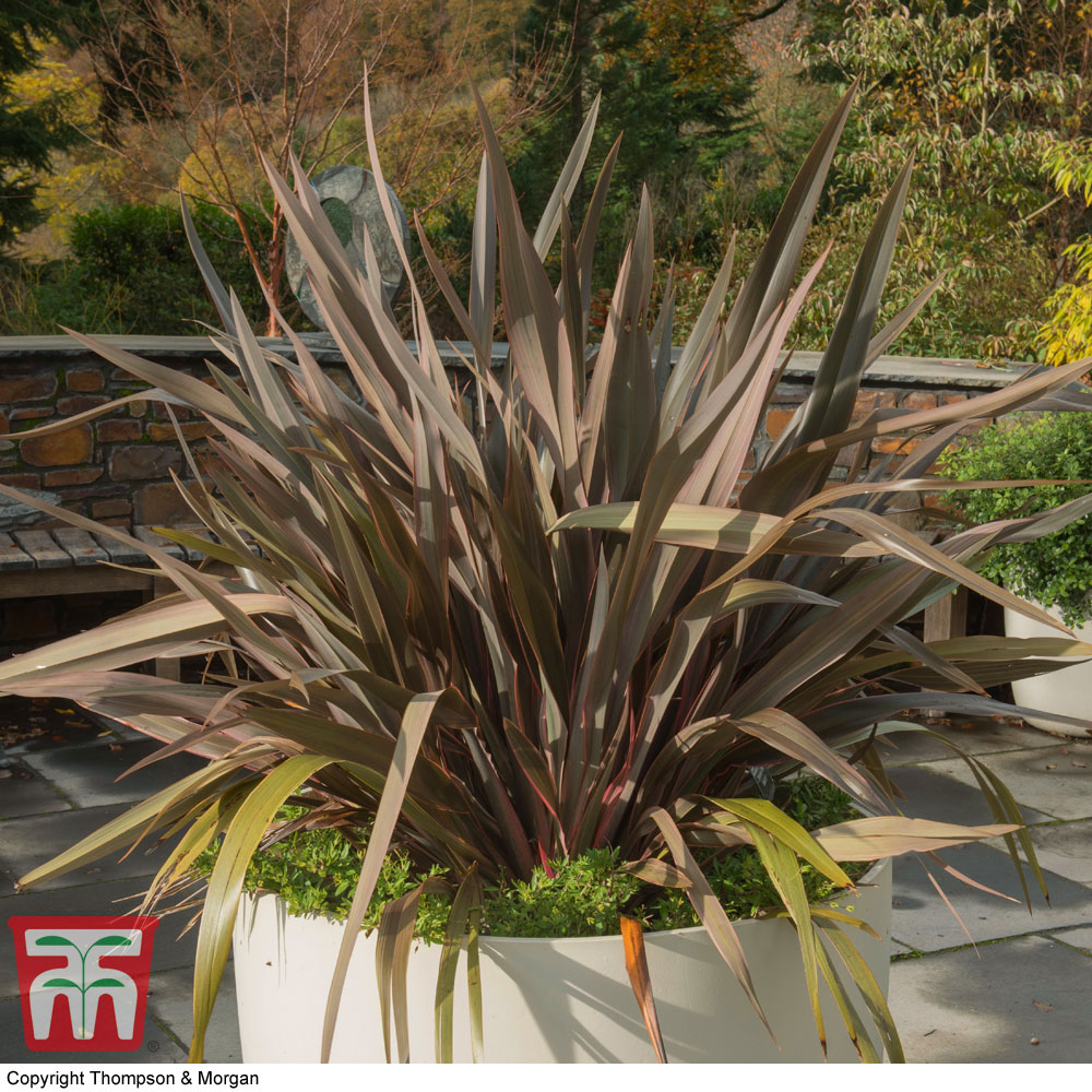 Phormium 'Pink Stripe' Price Comparisons | Compare The Build