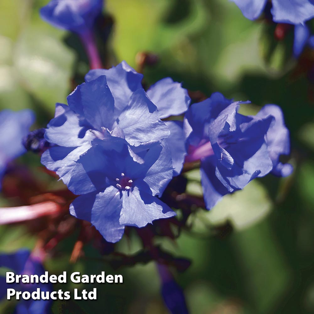 Ceratostigma willmottianum 'Forest Blue' Price Comparisons | Compare The Build