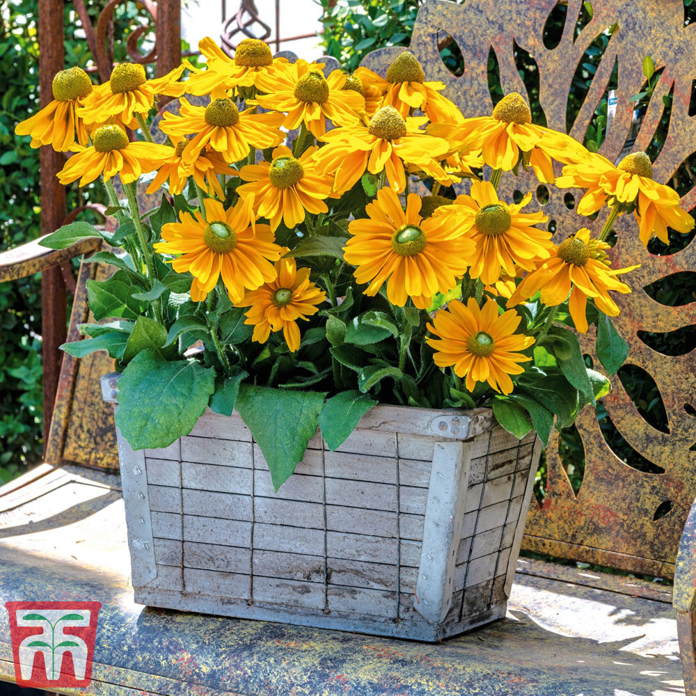 Rudbeckia hirta 'Amarillo Gold' Price Comparisons | Compare The Build