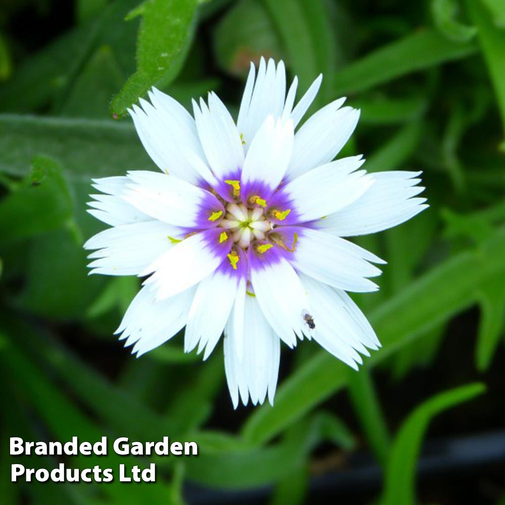 Catananche Caerulea Alba Price Comparisons | Compare The Build