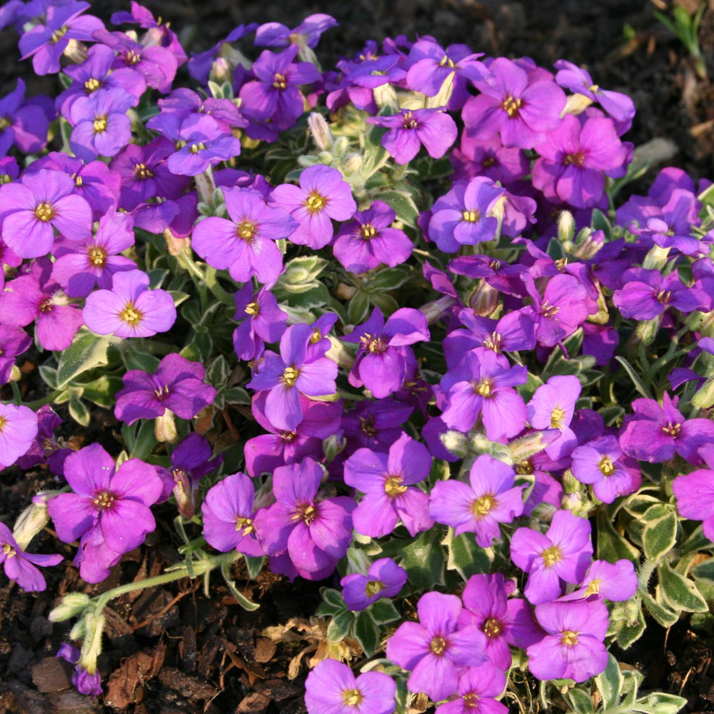 Aubrieta 'Dr. Mules Variegata' Price Comparisons | Compare The Build